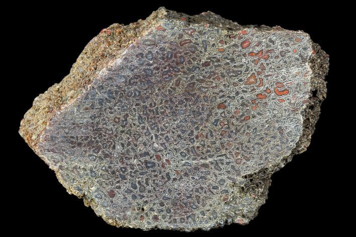 Polished Dinosaur Bone (Gembone) Section - Utah #106911